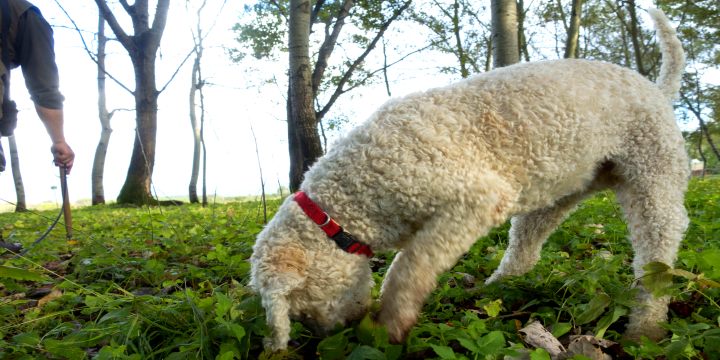 Addestramento del cane da tartufo - Associazione Nazionale Tartufai Italiani